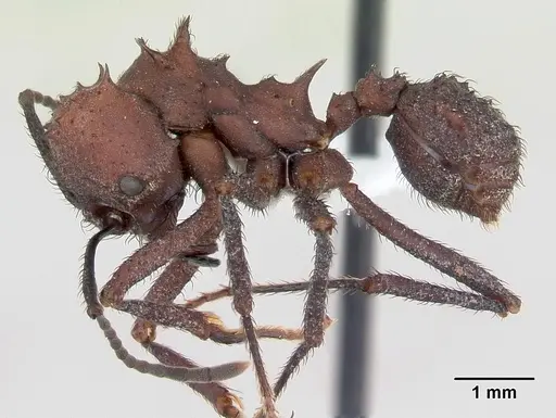 Acromyrmex nigrosetosus specimen