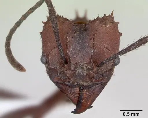 Acromyrmex nigrosetosus - CASENT0173801