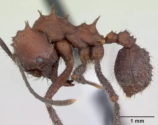 Acromyrmex nigrosetosus - CASENT0173801