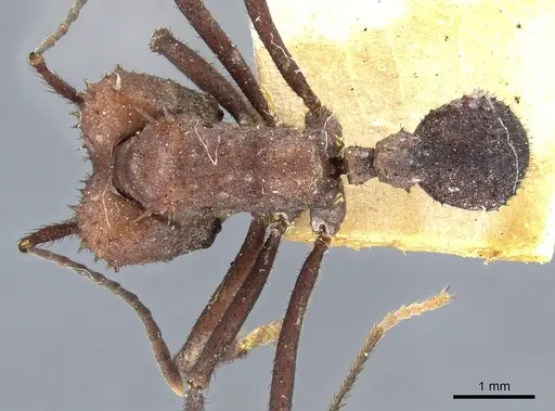 Acromyrmex nigrosetosus - CASENT0904996