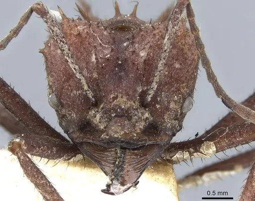 Acromyrmex nigrosetosus - CASENT0904996