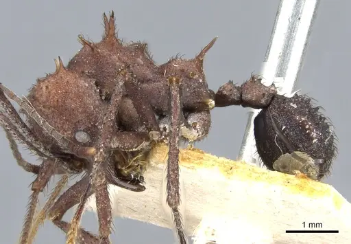 Acromyrmex nigrosetosus - CASENT0904996