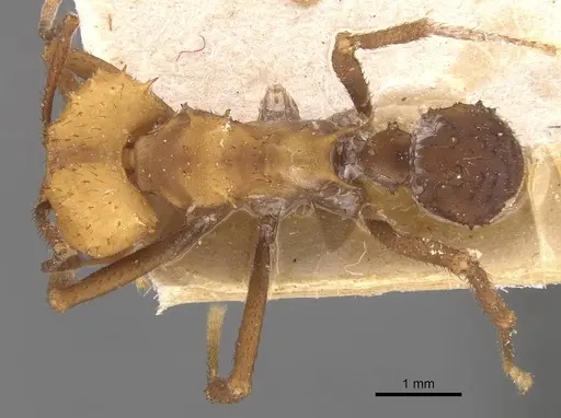 Acromyrmex nigrosetosus - CASENT0909413