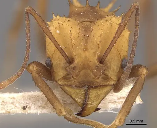 Acromyrmex nigrosetosus - CASENT0909413