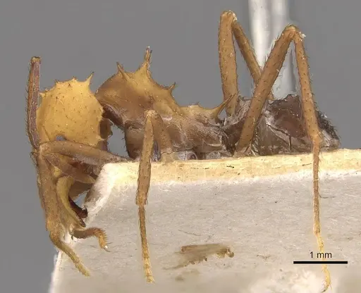Acromyrmex nigrosetosus - CASENT0909413