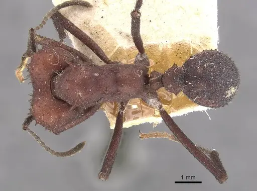 Acromyrmex nigrosetosus - CASENT0909414