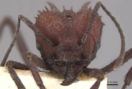 Acromyrmex nigrosetosus - CASENT0909414