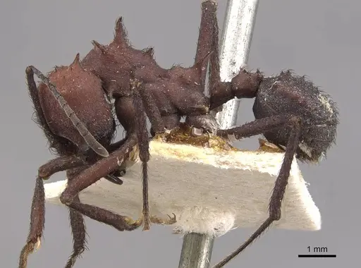 Acromyrmex nigrosetosus - CASENT0909414