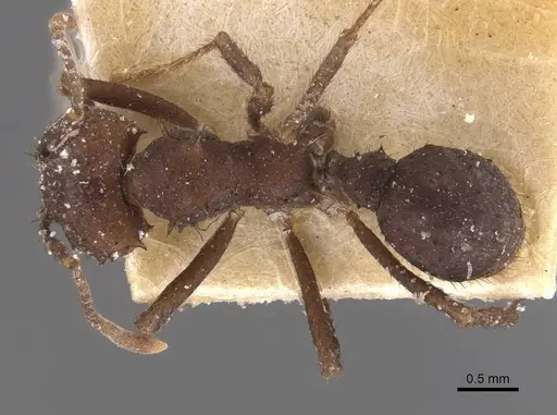 Acromyrmex nigrosetosus - CASENT0909415