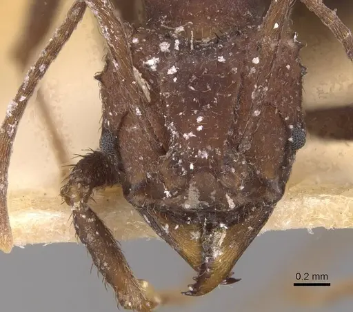 Acromyrmex nigrosetosus - CASENT0909415