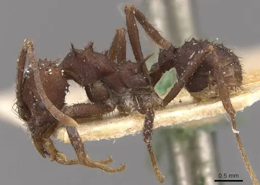 Acromyrmex nigrosetosus - CASENT0909415