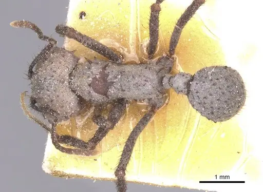 Acromyrmex nigrosetosus - CASENT0912457