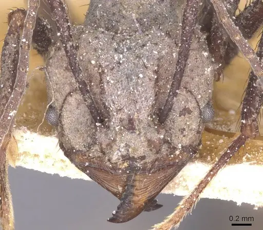 Acromyrmex nigrosetosus - CASENT0912457