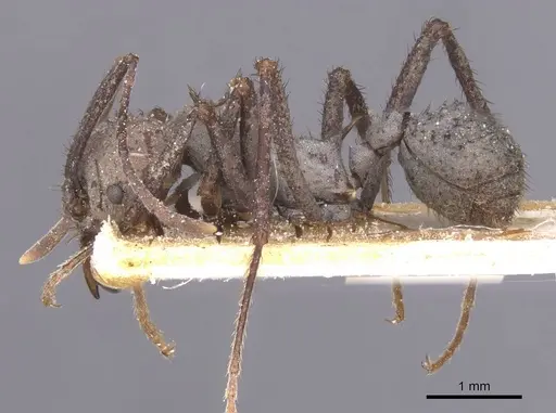 Acromyrmex nigrosetosus - CASENT0912457