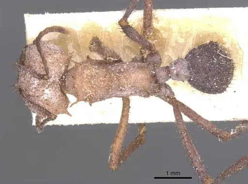 Acromyrmex nigrosetosus - CASENT0912458