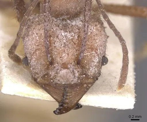 Acromyrmex nigrosetosus - CASENT0912458