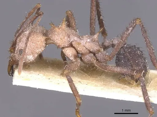 Acromyrmex nigrosetosus - CASENT0912458