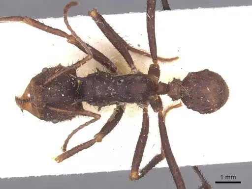 Acromyrmex nobilis specimen