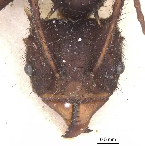 Acromyrmex nobilis specimen