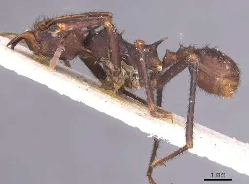 Acromyrmex nobilis specimen