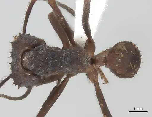 Acromyrmex octospinosus specimen