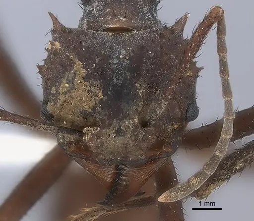 Acromyrmex octospinosus specimen