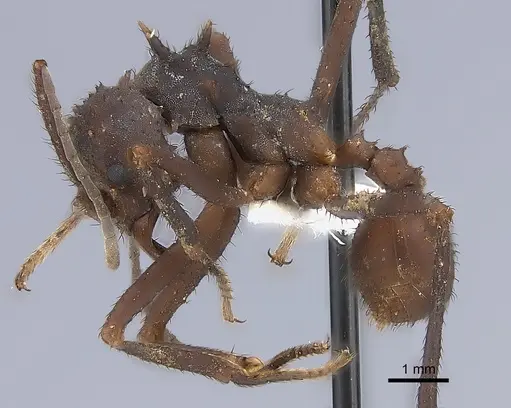 Acromyrmex octospinosus specimen