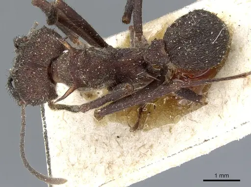 Acromyrmex pubescens specimen