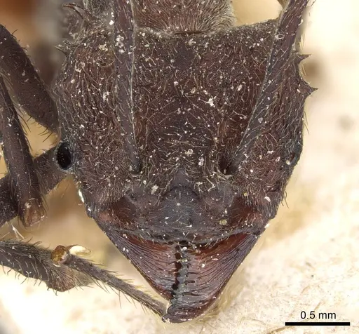 Acromyrmex pubescens specimen