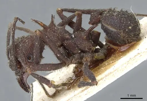 Acromyrmex pubescens specimen