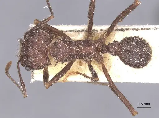 Acromyrmex pubescens - CASENT0912468