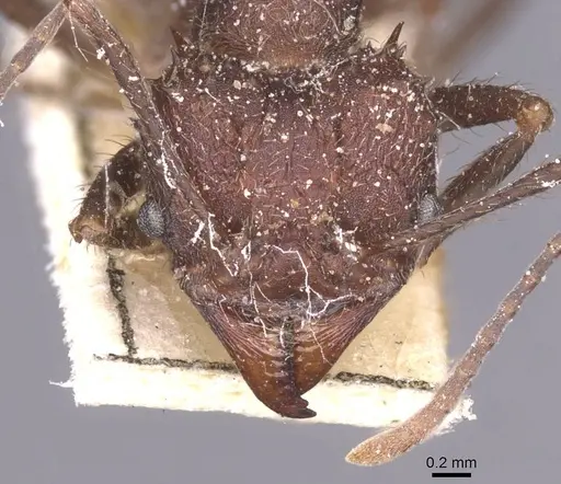 Acromyrmex pubescens - CASENT0912468