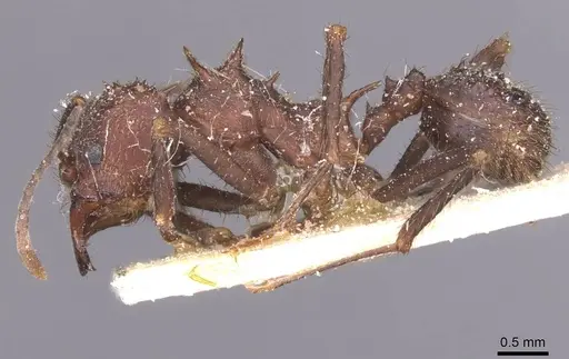 Acromyrmex pubescens - CASENT0912468