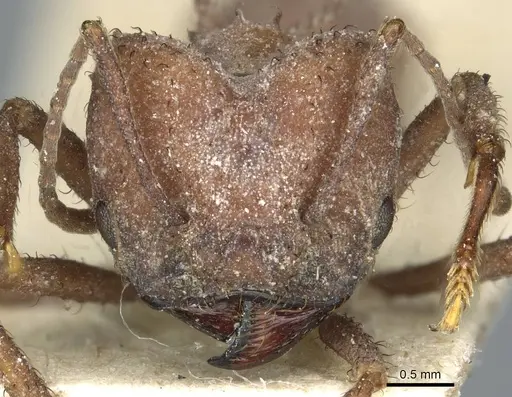 Acromyrmex pulvereus specimen