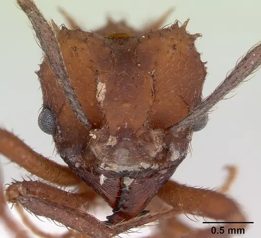 Acromyrmex rugosus specimen