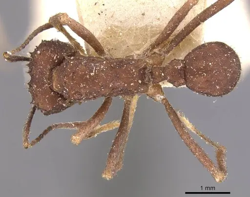 Acromyrmex santschii specimen
