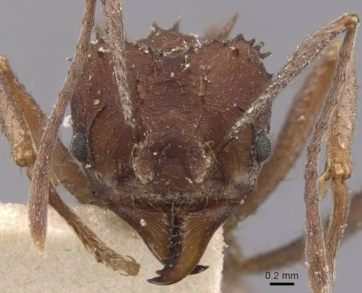 Acromyrmex santschii specimen