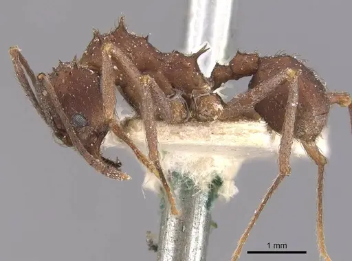 Acromyrmex santschii specimen