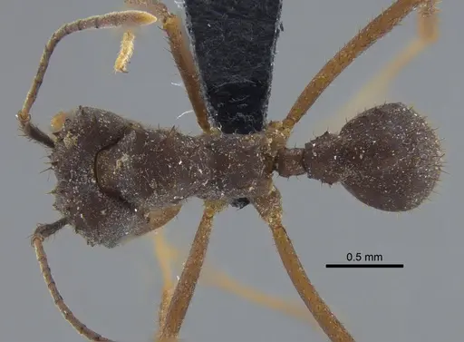 Acromyrmex santschii - CBUMAGENT41715