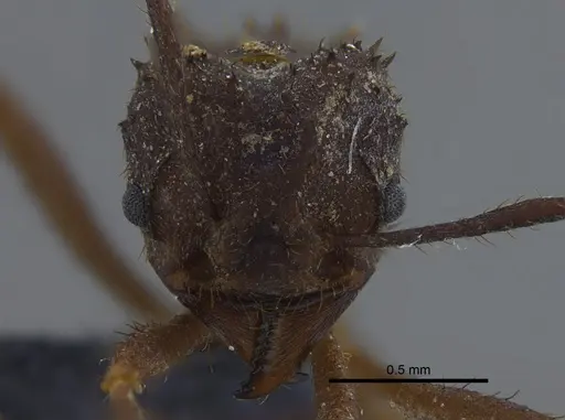 Acromyrmex santschii - CBUMAGENT41715