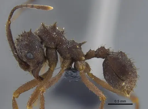 Acromyrmex santschii - CBUMAGENT41715