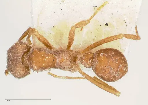 Acromyrmex santschii - FOCOL0778-1