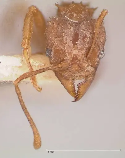 Acromyrmex santschii - FOCOL0778-1