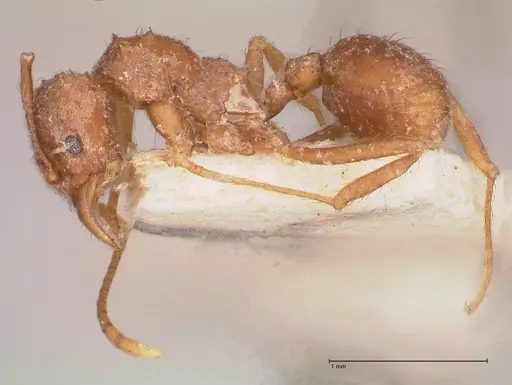 Acromyrmex santschii - FOCOL0778-1