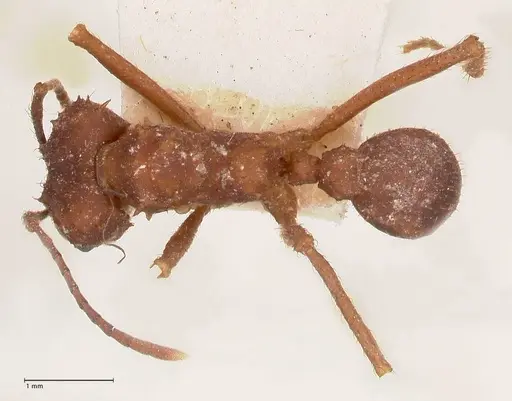 Acromyrmex santschii - FOCOL0778-2
