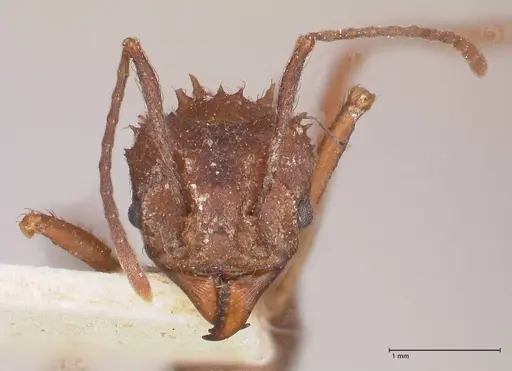 Acromyrmex santschii - FOCOL0778-2