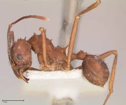 Acromyrmex santschii - FOCOL0778-2
