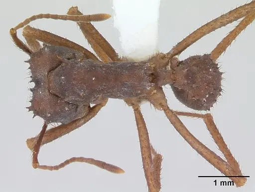 Acromyrmex subterraneus specimen