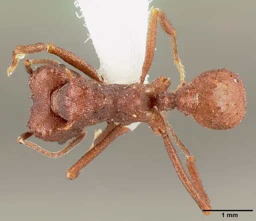 Acromyrmex versicolor specimen