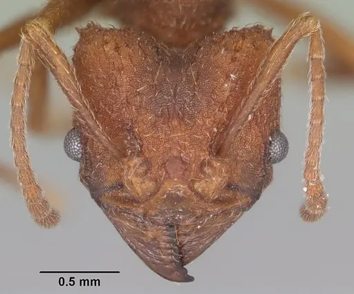 Acromyrmex versicolor - CASENT0104036